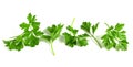 Fresh green parsley, branches with leaves isolated on white background Royalty Free Stock Photo