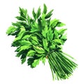 Fresh green parsley bunch, healthy herb, food ingredient concept, isolated, hand drawn watercolor illustration on white