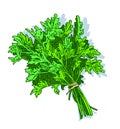 Fresh green parsley bunch, healthy herb, food ingredient concept, isolated on white, vector illustration Royalty Free Stock Photo