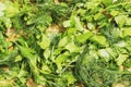 Fresh green parsley and dill on wooden board