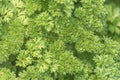 Fresh green parsley background Royalty Free Stock Photo