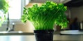 Fresh Green Parsley Grow In Pot On A Kitchen Table Royalty Free Stock Photo