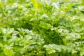 Fresh green parsley growing in garden. Parsley macro. Parsley bed. Natural herb planting. flavoring herbs growth. Parsley backgrou Royalty Free Stock Photo
