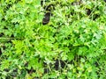 Fresh green parsley herb in outdoor garden Royalty Free Stock Photo