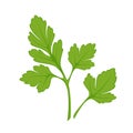 Fresh green parsley isolated on white close up vector illustration