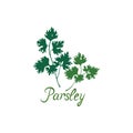 Fresh green parsley isolated on white Salad healthy food icon