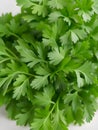 fresh green parsley leaves background