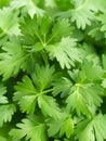 fresh green parsley leaves background