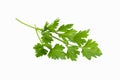 Fresh green parsley leaves bunch, raw organic leaf, isolated on white background Royalty Free Stock Photo