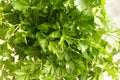 fresh green parsley leaves close-up Royalty Free Stock Photo