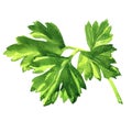 Fresh green parsley leaves, natural organic healthy food, vegetarian ingredient, isolated object, close-up, package