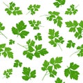 Fresh green parsley leaves on white background. Parsley isolated. Vector illustration. Seamless pattern Royalty Free Stock Photo