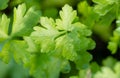 Fresh green parsley Petroselinum crispum leaves Royalty Free Stock Photo