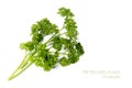 Fresh green parsley, Petroselinum crispum on white