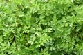 Fresh green parsley Royalty Free Stock Photo