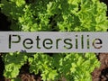 fresh green parsley plant with metal sign and the german word petersilie Royalty Free Stock Photo