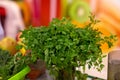 Fresh green parsley in a pot Royalty Free Stock Photo