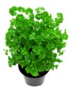 Fresh green parsley in a pot Royalty Free Stock Photo