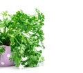 Fresh Green parsley in purple cute pot on white background Royalty Free Stock Photo