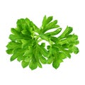 Fresh green parsley twig isolated Royalty Free Stock Photo