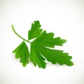 Fresh green parsley on a white background. Vector illustration. Royalty Free Stock Photo