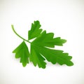 Fresh green parsley on a white background. Vector illustration.