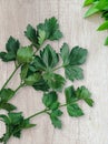 Fresh green parsley on a wood table Royalty Free Stock Photo