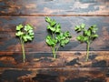 Fresh green parsley, cilantro on wooden rustic table. Top view. Royalty Free Stock Photo