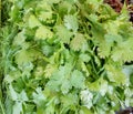 Fresh green parsley Royalty Free Stock Photo