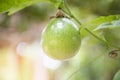 Fresh green passion fruit hang on vine in the garden fruit