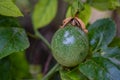 Fresh green passion fruit on vine from frame. Background