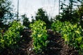 Fresh green pea plants in the ground on the field early hour in the spring garden. Rows of fresh young peas. The farm where they Royalty Free Stock Photo