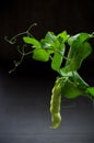 Fresh green pea pod Royalty Free Stock Photo