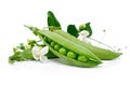 Fresh green pea in the pod with flowers Royalty Free Stock Photo