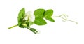 Fresh green pea in the pod with flowers isolated Royalty Free Stock Photo