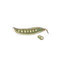 Fresh green pea pod and peas isolated icon. Spring. Rareripes. hastings from farm market, Vector illustration Royalty Free Stock Photo