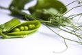 Fresh green pea pods with foliage on a white background. One pod is open, peas are visible.