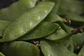 Fresh green pea pods macro view Royalty Free Stock Photo