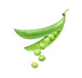 Fresh Green pea seeds falling from pods Royalty Free Stock Photo