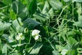 Fresh Green Pea Sprouts & x28;Pisum Sativum& x29; leaves and white flowers background Royalty Free Stock Photo