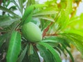 Fresh green peach on tree and green leaf with  nature background Royalty Free Stock Photo