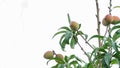 Fresh green peaches growing on trees from a white Royalty Free Stock Photo