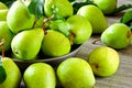 Fresh green pears. Pears harvest. Freshly harvested pears.