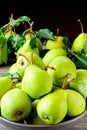 Fresh green pears. Pears harvest. Freshly harvested pears.