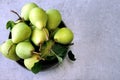 Fresh green pears. Pears harvest. Freshly harvested pears.