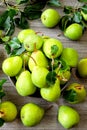 Fresh green pears. Pears harvest. Freshly harvested pears.