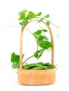 Fresh green peas in basket Royalty Free Stock Photo