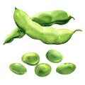 Fresh green peas, fresh beans, healthy food, organic vegetable, isolated, hand drawn watercolor illustration on white