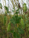 Fresh green peas, Green Peas Plant with Flowers and Peas, Green Peas Field Royalty Free Stock Photo