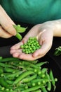 Fresh green peas in a hand on a dark background. Fresh food from the garden. Plant food Royalty Free Stock Photo